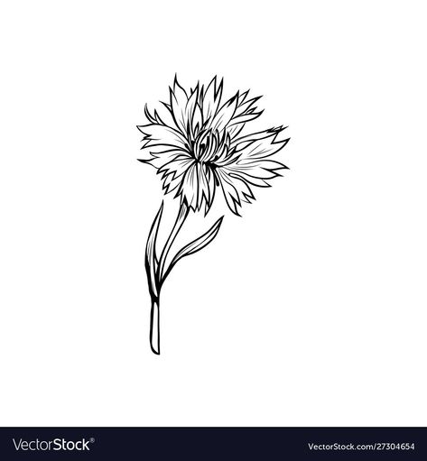 Cornflower Tattoo Black, Cornflower Sketch, Cornflower Drawing, Botanical Black And White, Bachelor Button Flowers, Drawing Sky, Freehand Sketch, Bachelor Buttons, Tattoo Photography