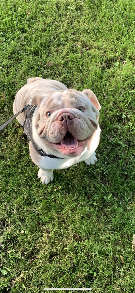 Lilac Merle English bulldog for stud For Stud West Sussex - Forever Puppy Bull Dogs English Bulldogs, Merle English Bulldog, Labradoodle Miniature, Forever Puppy, American Bulldog Puppies, Wrinkle Dogs, Toy Bulldog, Cute Bulldog Puppies, Cute Bulldogs