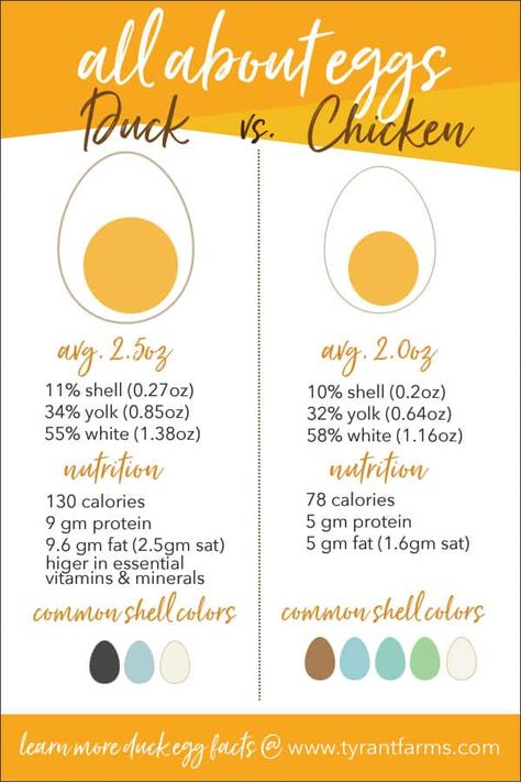 Duck eggs vs. chicken eggs: how do they compare? Runner Ducks In Garden, Ducks Vs Chickens, Keeping Ducks, Egg Facts, Backyard Ducks, Egg Nutrition, Duck Coop, Duck Farming, Raising Ducks