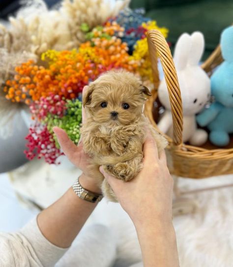 💜Meet Stacy the cute and sweet Teacup ☕️Maltipoo Puppy 🐶 now available and ready to go ✈️ all shots and papers available. Teacup Maltipoo, Micro Teacup Puppies, Teacup Puppies For Sale, Maltipoo Puppy, Teacup Puppies, Puppies For Sale, Baby Animals, Tea Cups