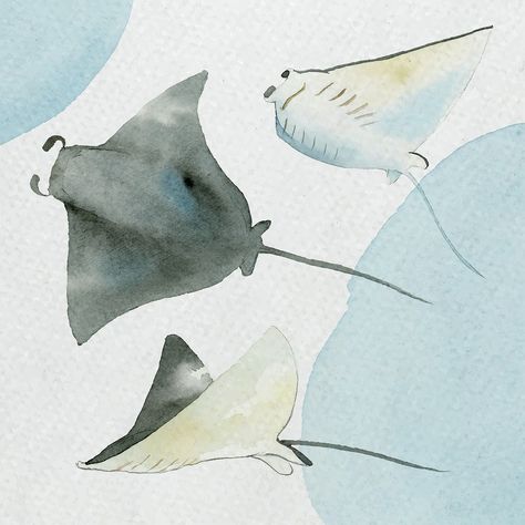 Mantaray Art, Drawing Stingray, Manta Ray Illustration, Stingray Illustration, Manta Ray Drawing, Stingray Drawing, Ray Illustration, Ray Drawing, Manta Ray Art