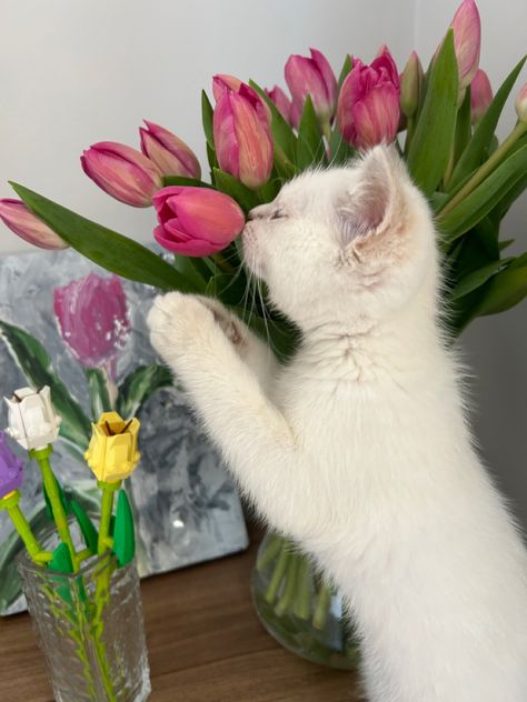 Nothing But Flowers, Cute Cats Photos, Cute Flower Wallpapers, Pastel Pink Aesthetic, Flower Therapy, Cool Wallpapers Art, Pink Tulips, Cat Aesthetic, Beautiful Nature Wallpaper