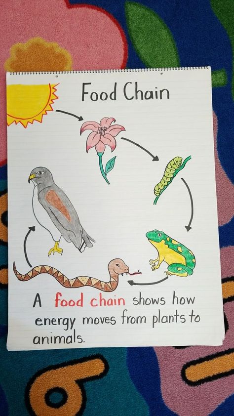 First Grade Food Chain anchor chart. Done! Food Chain Anchor Chart 1st Grade, Food Chain Activities 3rd, Food Web Projects Ideas, Food Chain Chart, Food Chain Science Project, Food Chains Activities, Food Chain Anchor Chart, Ecosystem Anchor Chart, Science Chart Ideas