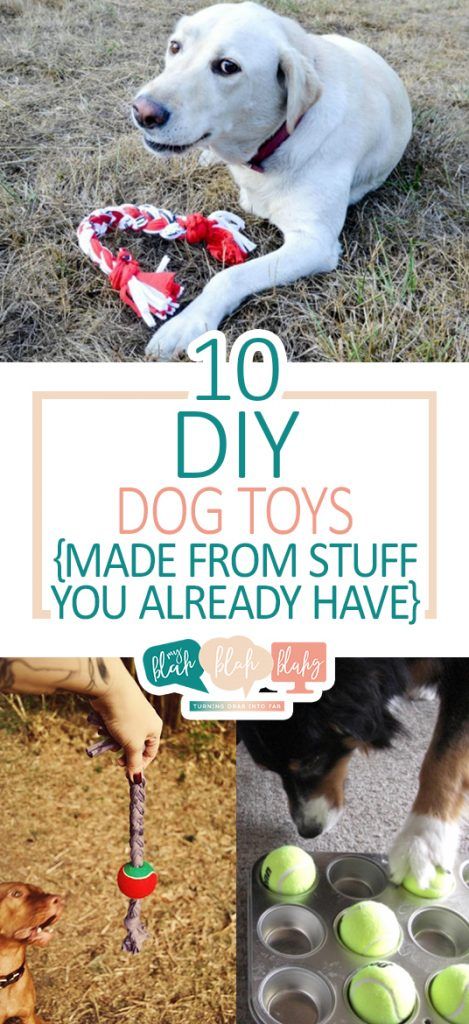 10 DIY Dog Toys {Made From Stuff You Already Have} • Cat Projects, Homemade Dog Toys, Pet Crafts, Animal Treats, Kat Diy, Puppy Ideas, Chien Golden Retriever, Dogs Diy Projects, Dachshund Clothes