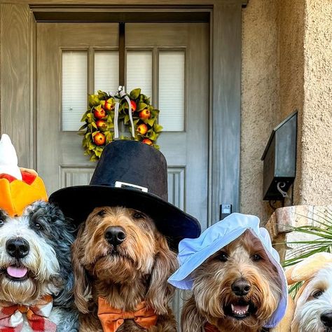 Lincoln & London | Goldendoodles on Instagram: "Gobble gobble, y’all. 🦃🥧🎩✌️ Happy Thanksgiving from our pack to yours 🧡🤎 . . . . . . . . . . . . . . . #lincolncelebrates #thanksgiving #happythanksgiving #doodlepack #doodlesquad #pilgrim #pilgrims #gourdtimes #cutedogs #fluffydogs #funnydog #fluffydog #handsomedog #cutedog #celebrateeverything #celebrateeveryday #doodletales #goldendoodle #goldendoodlesofinstagram" Dog Thanksgiving Outfit, Thanksgiving For Dogs, Happy Thanksgiving Frenchie, Dog Thanksgiving Pictures, Genius Marketing, Fall Dog Photos, November Images, Dog Thanksgiving, Thanksgiving Photos