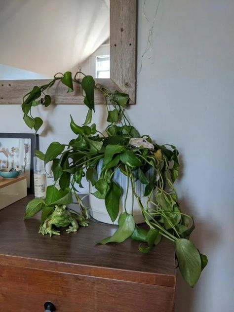 Why Is My Pothos Wilting - 8 Underlying Reasons! 1 Pothos Plant Decor Ideas, Pothos Plant Decor, Pathos Plant, Yellow Plants, Golden Pothos, Insecticidal Soap, Plant Problems, Nutrient Deficiency, Pothos Plant