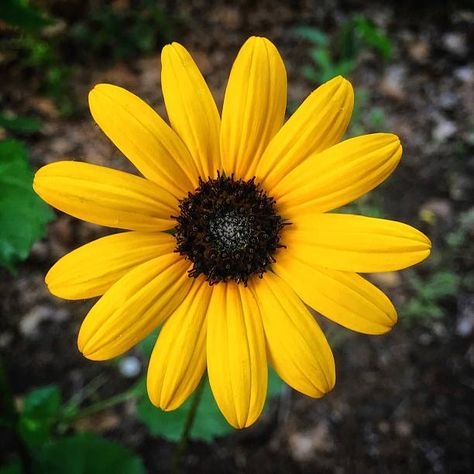 Black Eyed Susan Tattoo, Black Eyed Susan Vine, Tattoo Traditional, Black Eyed Susan, Black Eyed, Eye Black, Traditional Tattoo, High Res, Getty Images