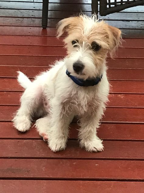 Murphy our Jack Russell Terrier Jack Russell Wire Hair, Parsons Russell Terrier, Long Haired Jack Russell Terrier, Jack Terrier, Schnoodle Dog, English Terrier, Scruffy Dogs, Small Terrier, Mutt Dog