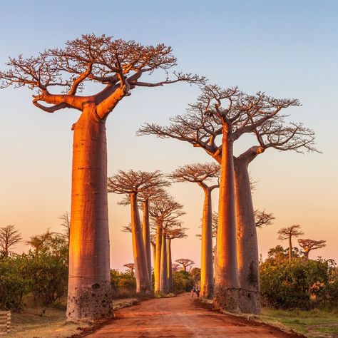 Avenue of Baobab Trees 🌳 Did you know that these ancient giants can live for over 1,000 years? Their trunks can grow up to 30 feet in diameter, making them true natural wonders. #wilderness #mountain #hiking #sunrise #landscapephotography #forest #sunshine #beautiful #sky #naturelovers #naturephotography #sunset #outdoors #africa #baobab Baobab Tree, Mountain Hiking, Beautiful Sky, Nature Pictures, Natural Wonders, Madagascar, Landscape Photography, Did You Know, Nature Photography