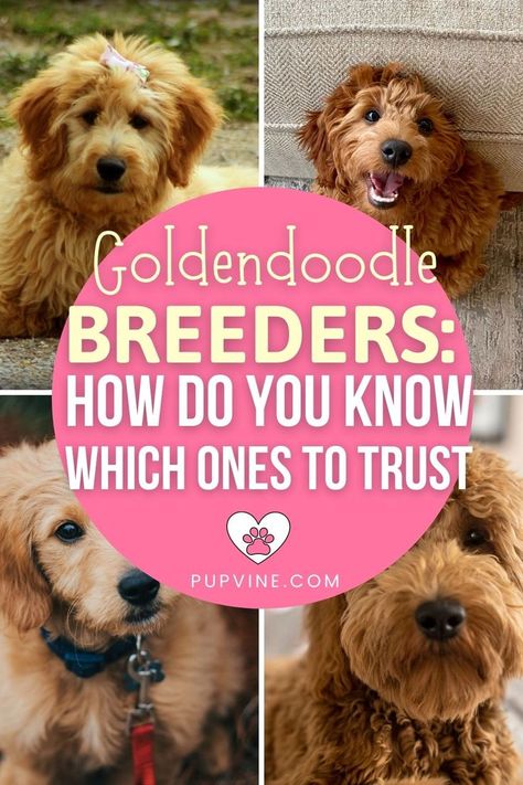 Goldendoodle Breeders, All Dog Breeds, Places In America, Goldendoodle Puppy, New Dog, Puppy Food, Puppy Mills, Crate Training, Dog Breeder