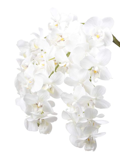 Ivalue 28" Artificial Orchid Flower Stem Plants Pack of 4 Real Touch White Simulation Butterfly Phalaenopsis Flowers for Home Wedding Party Decoration (4, White Orchid) Orchid Leaves, Flowers For Home, Home Wedding Party, Silk Orchids, Butterfly Plants, Artificial Orchids, Orchid Arrangements, Flower Stem, Real Touch Flowers