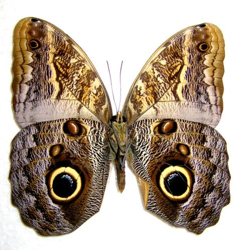 Alien Inspiration, Owl Butterfly, Framed Butterflies, Insect Taxidermy, Butterfly Eyes, Winged Eye, Tattoo Butterfly, Night Beautiful, Butterfly Designs