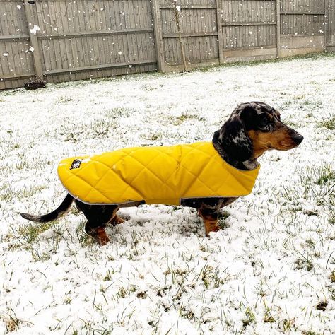 Dachshund puffer coat in mustard yellow. Dachshund Coat, Dachshund Sweater, Dog Sayings, Dachshund Clothes, Waterproof Dog Coats, Dog Sling, Army Print, Animal Accessories, Cover Picture