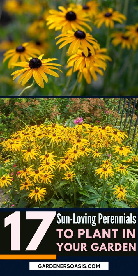 16 Full Sun Perennials: Low Maintenance Plants That Thrive In Sun | Gardening Full Sun Perennials Low Maintenance, Full Sun Perennial Flowers, Low Maintenance Perennials, Perennials Low Maintenance, Full Sun Garden, Full Sun Shrubs, Shasta Daisies, Full Sun Perennials, Garden Border