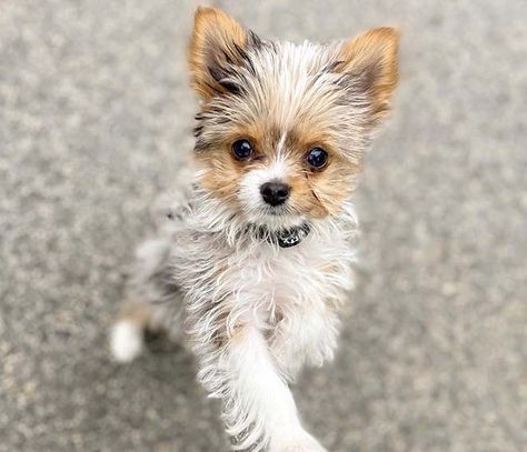 Cutest 12 Yorkie Mixes 4 Yorkie Mixed Breeds, Yorkie Poo Full Grown, Papillion Puppies, Yorkie Chihuahua Mix, Maltese Yorkie Mix, Yorkie Poo Puppies, Chihuahua Mix Puppies, Mixed Dog Breeds, Beagle Breeds