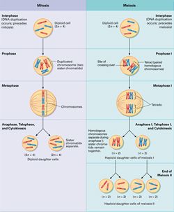 Cell Division by TechHydra Cell Analogy, Biology Cell, Cellular Biology, Neet Notes, Learn Biology, Human Tissue, Study Biology, 8th Grade Science, Cell Division