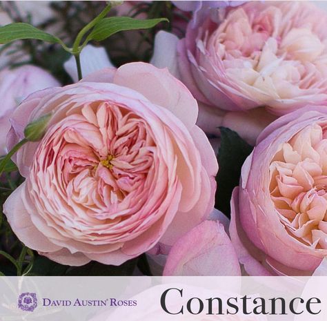 Constance Rose, Rosen Beet, Austin Rose, David Austin Roses, Garden Rose, David Austin, Rose Bush, Flowering Shrubs, Favorite Flowers