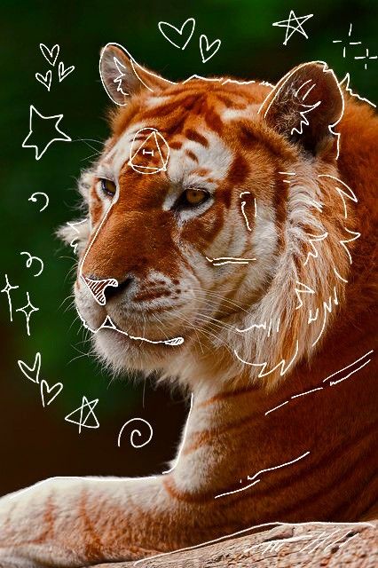 Tiger Therian, Golden Tabby Tiger, Tabby Tiger, Golden Tabby, Golden Tiger, In The Wild, Made By Me, The Wild