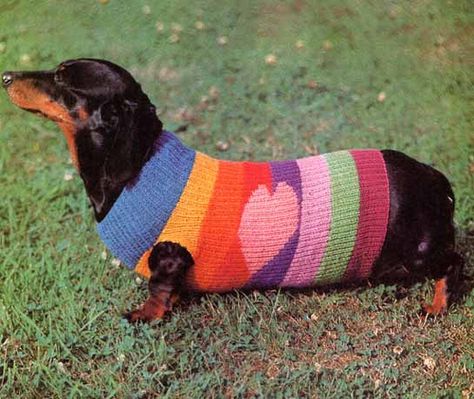 ♥♥♥♥♥♥ dauchshund dauchshunds weenier weeniers weenie weenies hot dog hotdogs doxie doxies ♥♥♥♥♥♥ Dog Jumpers, Love My Dog, Weenie Dogs, Heart Motif, Dog Coat, Dachshund Puppy, Dachshund Love, Weiner Dog, Dog Sweaters