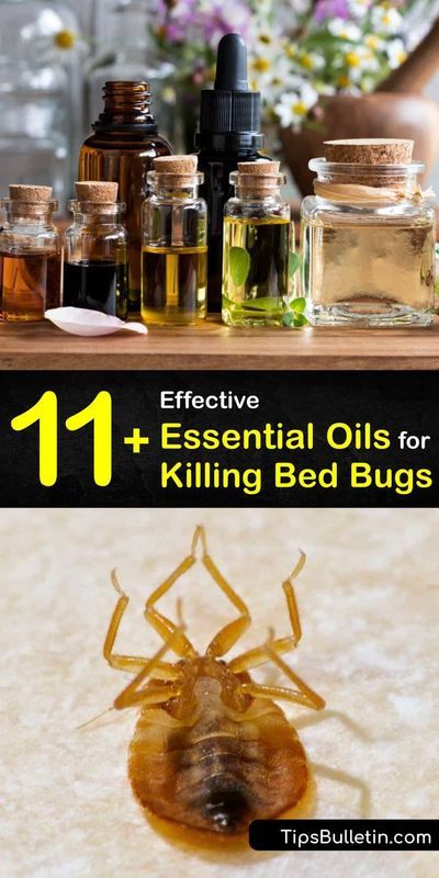 Smell pleasant oils like lemongrass, eucalyptus, and peppermint oil and learn how to use them as a repellent to fight a bed bug infestation instead of calling pest control. These oils work to… More Bed Bug Repellent Essential Oils, Essential Oil Bed Bug Spray, Essential Oils For Bed Bugs, Peppermint Oil Uses Pest Control, Killing Bed Bugs, Bed Bugs Essential Oils, Antifungal Essential Oil, Essential Oil Bug Repellent, Lavendar Oil