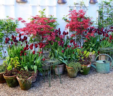 Claus Dalby on Instagram: “Japanese maples are great in pots. I love the foliage in different colours … #clausdalby #containergarden #garden #blomster #flowers” Japanese Maples, Acer Palmatum, Japanese Maple, Small Space Gardening, Container Garden, Terrace Garden, Different Colours, Balcony Garden, Container Plants