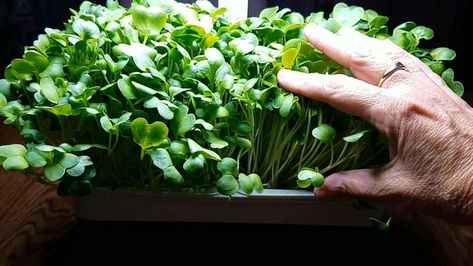 Microgreens Nutrition | Plus Microgreens Nutrition Chart Growing Radishes, Spicy Salad, Nutrition Chart, Regular Bowel Movements, Growing Microgreens, Organic Vegetable Garden, Nutritional Value, Organic Vegetables, Bone Health