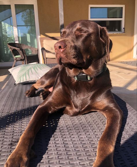 Chocolate Labrador Aesthetic, Chocolate Lab Aesthetic, Choc Lab, Bergman Brothers, Chloe Liese, Labrador Retriever Chocolate, Chocolate Lab Dog, Chocolate Lab Puppy, Chocolate Dog