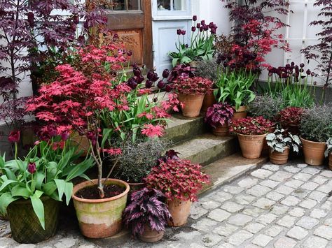 The Secret Garden, Garden Containers, Potted Trees, Fall Decorations Porch, Foliage Plants, Garden Cottage, Butterfly Garden, Small Trees, Garden Spaces