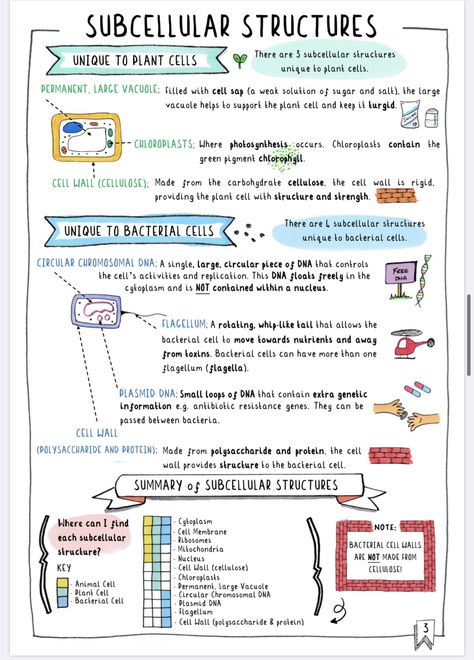 Subcellular structures Biology Notes Cell Structure, Cell Structure Notes, Lecture Idea, Cell Poster, Microbiology Notes, Gcse Science Revision, Microbiology Study, Clean Notes, Gcse Biology