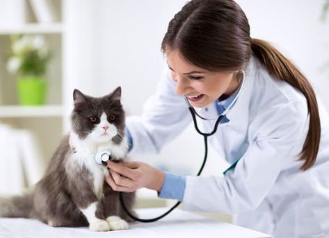 If your pet is experiencing any of these symptoms, talk to your vet about the possibility of a cat thyroid problem or thyroid problems in dogs. Cat Asthma, Cat Throwing Up, Cat Diseases, Veterinary Services, Healthy Pets, Cat Behavior, Cat Facts, Persian Cat, Cat Health