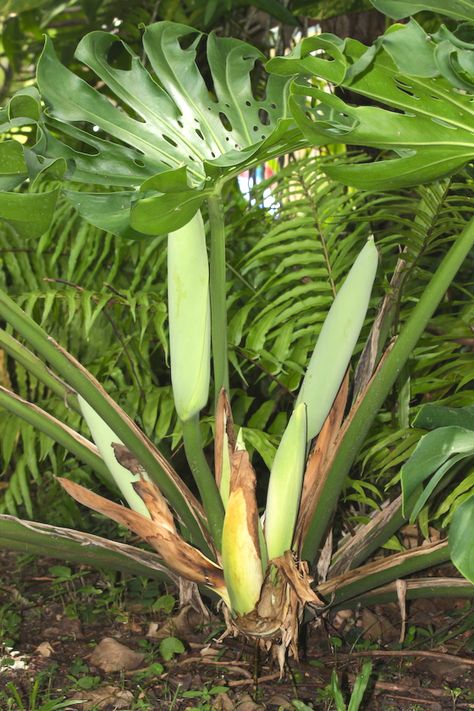 Monstera Deliciosa Fruit, Monstera Plants, Monstera Plant, Monstera Deliciosa, Funny Cute Cats, The Fruit, Calla Lily, Creepers, Iphone 5s