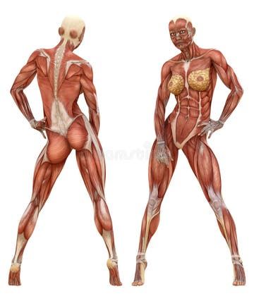 Muscular System Anatomy, Human Anatomy Reference, Male Figure Drawing, Muscular System, Muscle Anatomy, Human Figure Drawing, Anatomy Sketches, Anatomy Poses, Anatomy For Artists