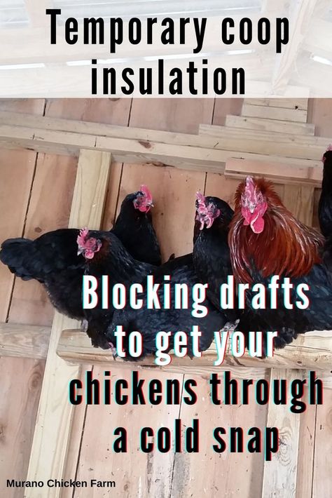 Chickens in insulated coop during winter Chicken Coop Winter, Inside Chicken Coop, Small Chicken Coops, Chickens In The Winter, Backyard Chicken Coop Plans, Chicken Pictures, Fancy Chickens, Backyard Chicken Farming, Raising Backyard Chickens