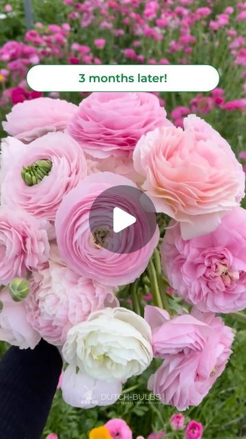 Ranunculus Bulbs, Flower Ranunculus, Gardening Diy, Open Door, Pixie Dust, Ranunculus, Cut Flowers, Gardening Tips, Diy Garden