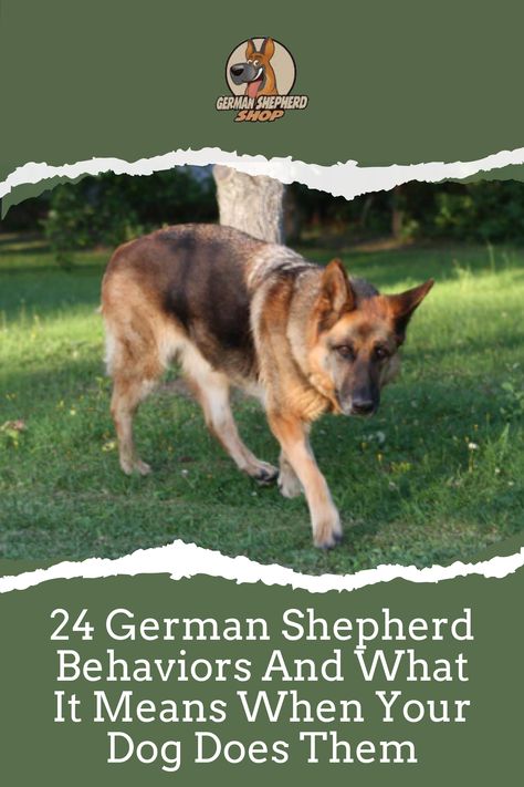 German Shepherd Training Tips Teaching, German Shepherd Tips, German Shepherd Puppy Training, German Shepard Training, German Shepherd Aesthetic, Training German Shepherd, Lacrosse Training, Gsd Training, German Shepherd Facts