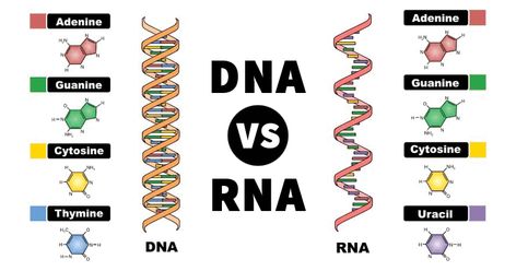 Dna And Rna Notes, Dna Vs Rna, Chemistry Notes In Hindi, Microbiology Notes, Microbiology Study, Dna And Rna, Learning Motivation, Dna Project, Human Biology