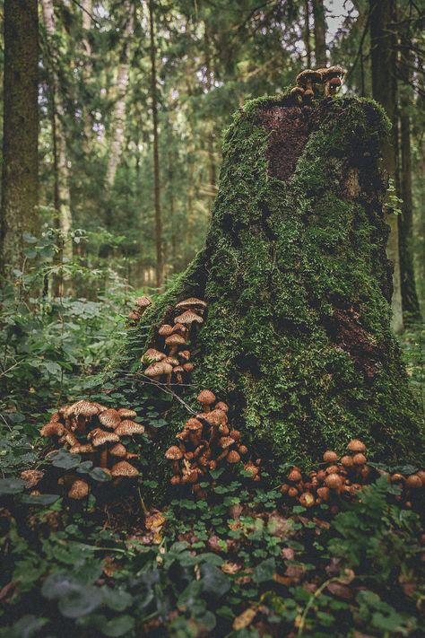 Spores Druid Aesthetic, Spore Druid Aesthetic, Spores Druid, Spore Druid, Druid Aesthetic, Bog Witch, Faerie Aesthetic, Swamp Witch, Forest Life