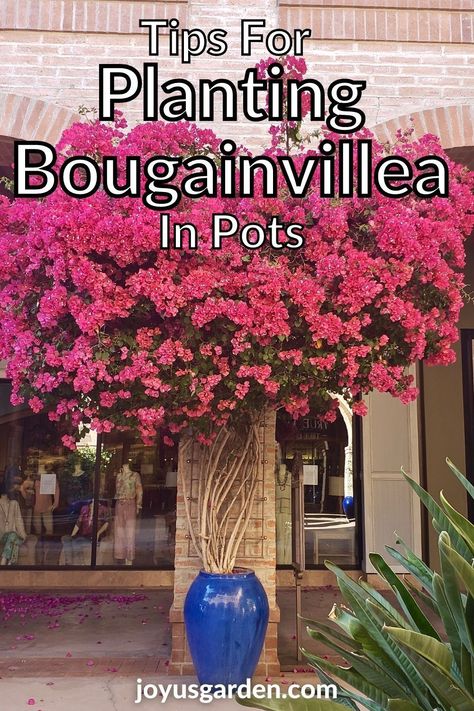 Bougainvillea Planting Ideas, Bougainvillea In Pots, Bougainvillea Trellis, Bougainvillea Care, Bougainvillea Tree, Planters Garden, Outdoor Trellis, نباتات منزلية, Potted Plants Outdoor