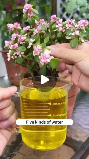 Gardening | Housewife | Farm | No flower fertilizer at home? Homemade watering water to save your plants!  #plant #plantbased #plants #plantlover #plantsofinstagram #pl... | Instagram Plant Instagram, Flower Fertilizer, Gardening Hacks, Fertilizer For Plants, Plant Information, Dinner Meals, Different Plants, Plants Flowers, Flowers Garden