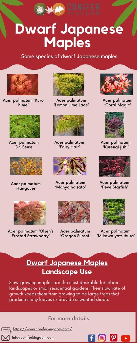 dwarf japanese maples Japanese Maple Tree Varieties, Japanese Maple Tree Landscape, Maple Tree Landscape, Japanese Maple Varieties, Winter Window Boxes, Japanese Maples, Maple Trees, Japanese Maple Tree, Fairy Hair