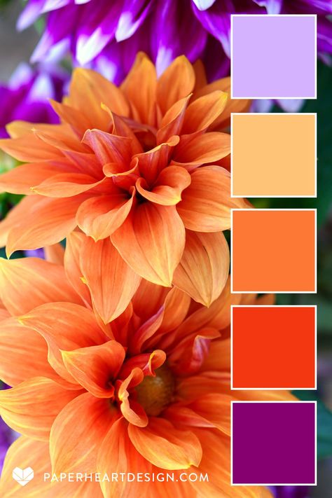 Carrot Colour Combination, Orange Colour Palette Inspiration, Flower Colour Combinations, Color Palette Flowers Colour Schemes, Color Pallet For Branding, Orange Pink Purple Color Palette, Colors That Go Good Together, Color Pallets With Orange, Spring Decor Color Palette