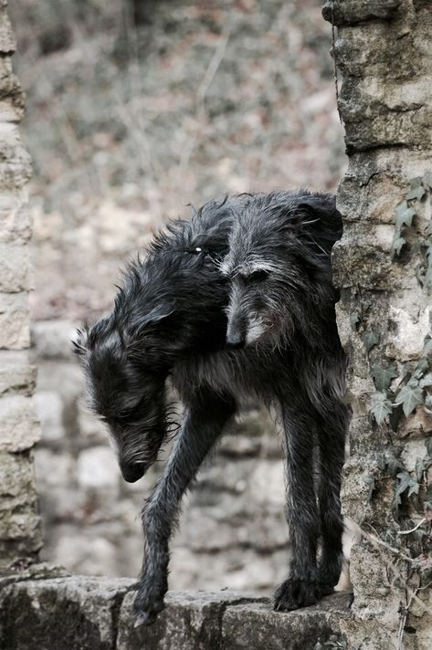 Wolfhound Dog, Scottish Deerhound, Irish Wolfhound, Dog Training Collar, Large Dog Breeds, Hunting Dogs, Black Dog, Whippet, Beautiful Dogs