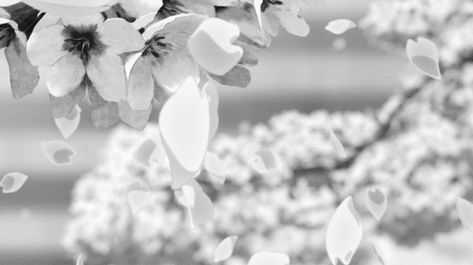 Clear Banner Gif, Gif White Banner, White Flower Banner Gif, White Aesthetic Banner Gif, White Flowers Banner, White Banners Gif, Discord Banner Gif White, White Gif Aesthetic, White Header Gif