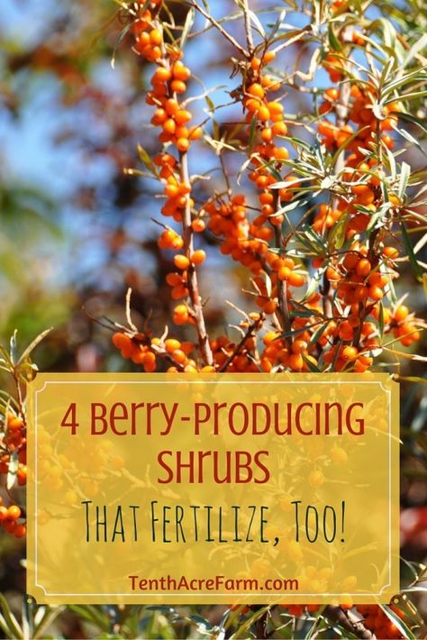 Finding food-producing plants that are also useful in other ways is a great joy of mine. Many culinary herbs, for example, are not only delicious and nutritious, but they may also attract beneficial insects or deter pests. These four shrubs will not only provide berries for you, but also produce nitrogen to fertilize the garden. Edible Berries, Berry Bushes, Permaculture Gardening, Permaculture Design, Garden Shrubs, Edible Landscaping, Food Forest, Forest Garden, Growing Fruit