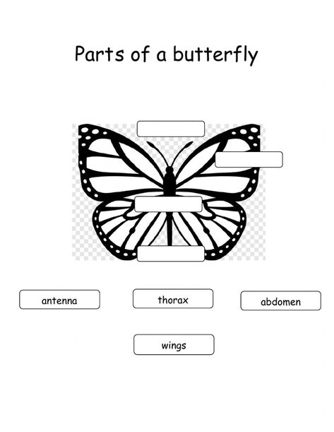 Butterfly Body Parts, Parts Of A Butterfly, Butterfly Worksheet, Parts Of Body, 1 Worksheet, Water Cycle, School Subjects, Online Workouts, Preschool Worksheets