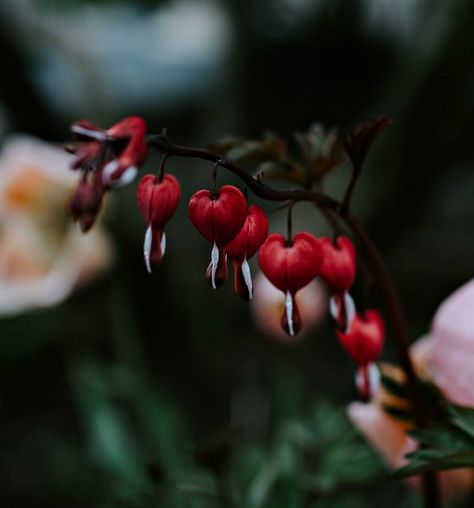 red bleeding heart plant Scary Plants, Halloween Plants, Cream Tattoo, Gothic Flowers, Goth Garden, Fantasy Tattoos, Gothic Garden, Red Plants, Flower Therapy