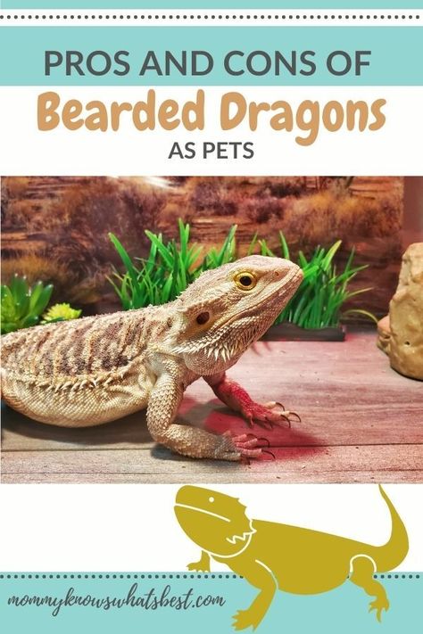 Basic Bearded Dragon Set Up, Caring For Bearded Dragon, Bearded Dragon Classroom Pet, Bearded Dragon For Beginners, Bearded Dragon Pet, Funny Animals Pics, Beard Dragon, Best Pets For Kids, Animal Videos Funny