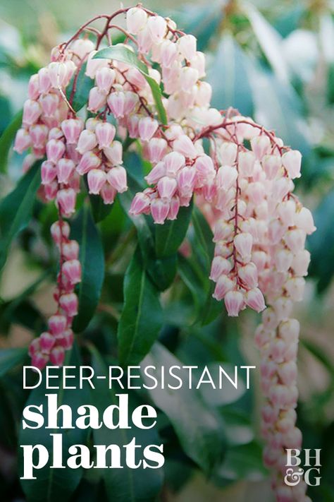 These are plants that thrive in the shade that aren't tempting to hungry deer. Although no plant can be considered completely deer-resistant, here's a list of shade flowers that most deer avoid.  #deerproofplants #shadeplants #deerresistantplants #gardening #bhg Deer Resistant Shade Plants, Plant Palette, Pieris Japonica, Woodland Gardens, Broadleaf Evergreen, Shade Garden Plants, Deer Resistant Plants, Landscaping Inspiration, Green Stuff