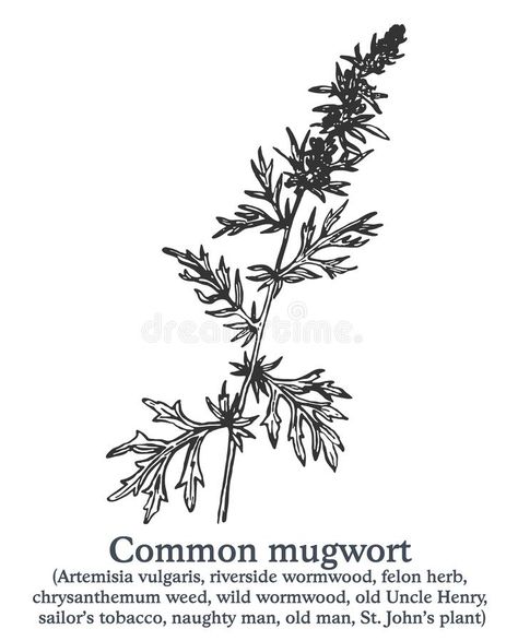 Mugwort Tattoo, Medieval Tattoo, Plant Tattoo, Arm Tattoos, Fantasy Book, Tattoo Sleeve, Creative Tattoos, Story Inspiration, Tattoos Ideas