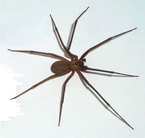 Watch Out! The Brown Recluse Spider Brown Recluse Spider Tattoo, Brown Recluse Tattoo, Spider Identification, Hunter Spider, Common Spiders, Dangerous Spiders, Poisonous Spiders, Brown Recluse Spider, Recluse Spider